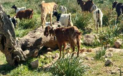Wycieczka fakultatywna, Wycieczka Marathon Jeep Safari - Narodowy Park Akamas z Pissouri